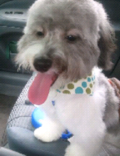 My poopoo happy after going to the Doggy Spa!!!