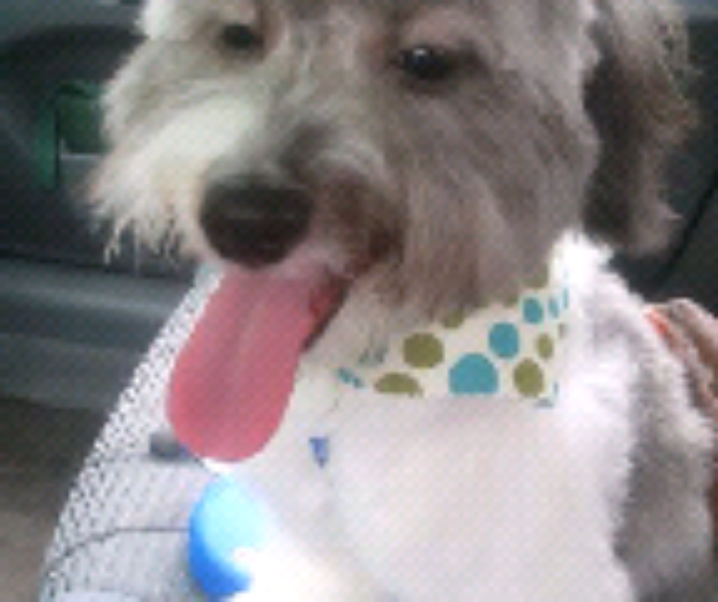 My poopoo happy after going to the Doggy Spa!!!