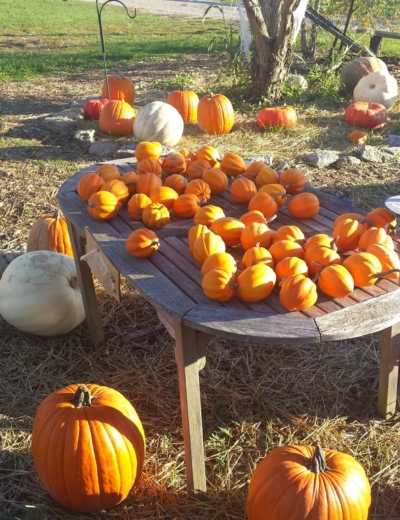 The Pumpkin Patch…