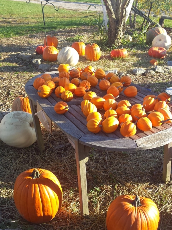 The Pumpkin Patch…