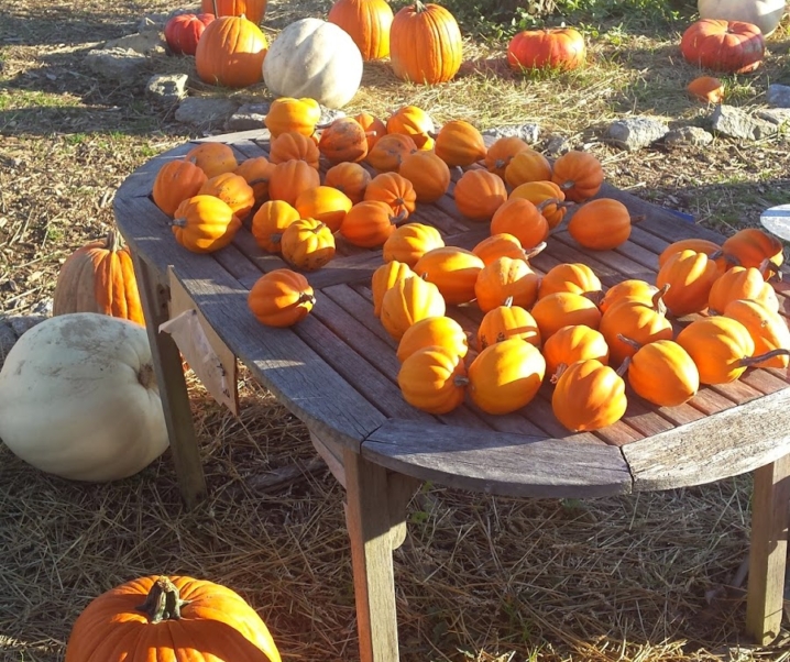 The Pumpkin Patch…